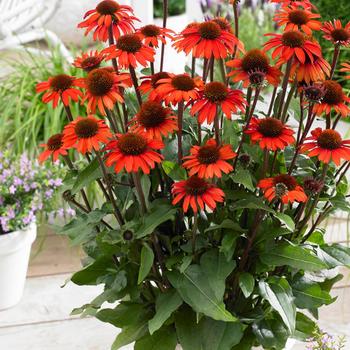 Echinacea 'Sunseekers Orange'