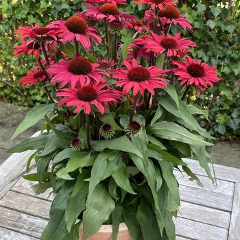 Echinacea 'SunSeekers Pomegranate' 