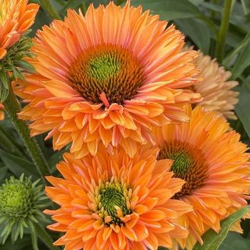 Echinacea 'SunSeekers Pumpkin Pie' 