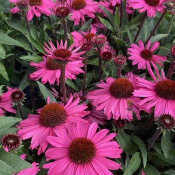 Echinacea 'SunSeekers Purpleicious' 