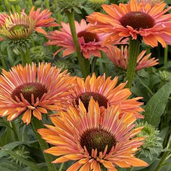 Echinacea 'Sunseekers Rainbow' 