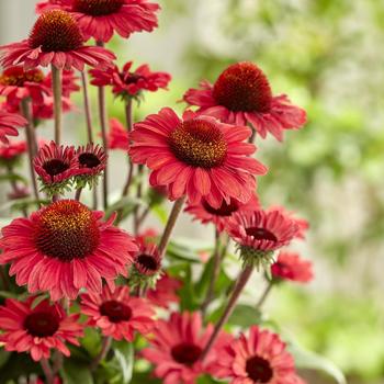 Echinacea 'Sunseekers Red' 