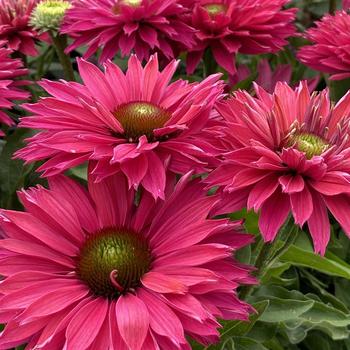 Echinacea 'SunSeekers Sweet Fuchsia'