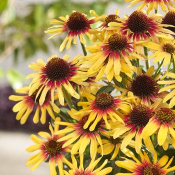 Echinacea 'SunSeekers Tequila Sunrise'