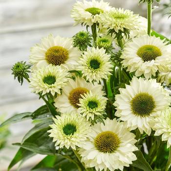 Echinacea 'Sunseekers White Perfection' 