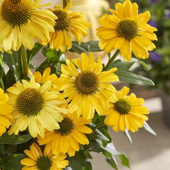 Echinacea 'SunSeekers Yellow Improved'