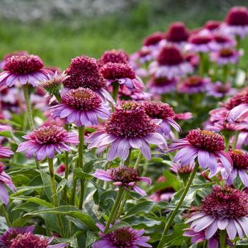 Echinacea Double Coded™ 'Everything's Red'