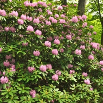 Rhododendron catawbiense 'Roseum Pink' 