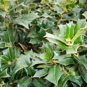 Ilex cornuta