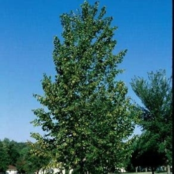 Tilia americana 'Boulevard' 