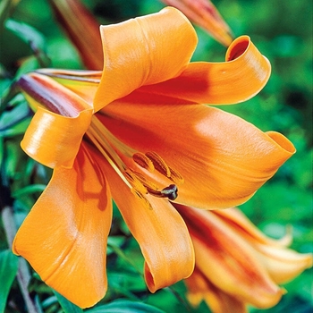 Lilium 'Casa Blanca' 