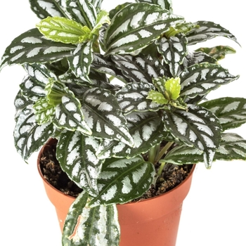 Pilea cadierei