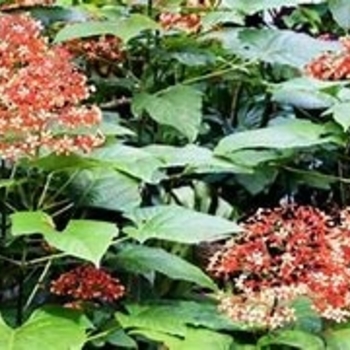 Clerodendrum speciosissimum