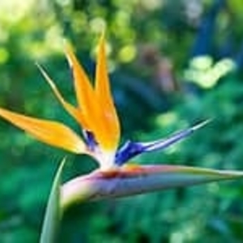 Strelitzia reginae 'Mandela's Gold' 