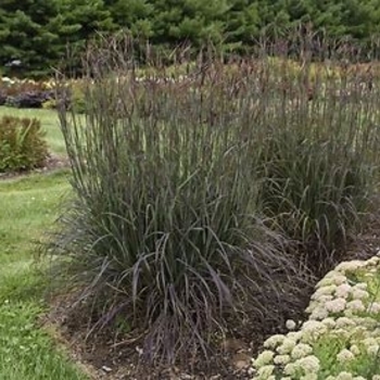 Andropogon gerardii