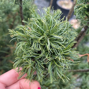 Pinus strobus 'Soft Touch' 