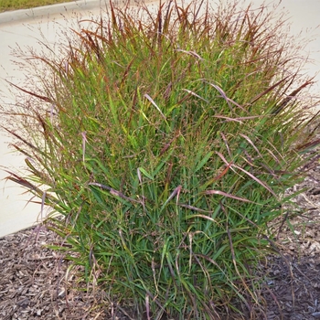 Panicum virgatum 'Prairie Flame' PP19367