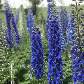 Delphinium 'Blue Buccaneers'