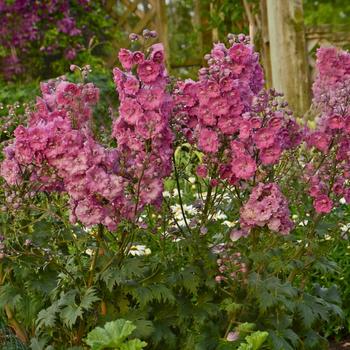 Delphinium 'Pink Punch' 