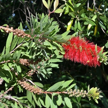 Callistemon viminalis 'LJ1' PP27331