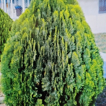 Thuja orientalis 'Aurea Nana' 