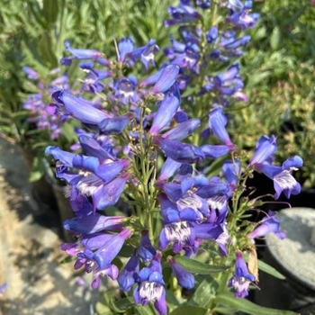 Penstemon barbatus 'Pristine Blue' 