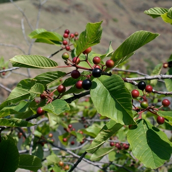 Rhamnus purshianus