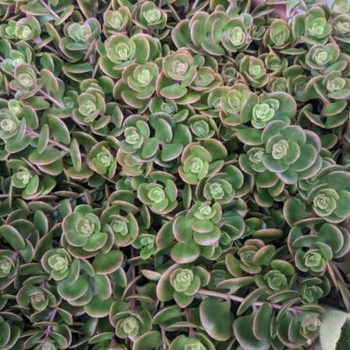 Sedum spurium