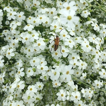 Euphorbia corollata