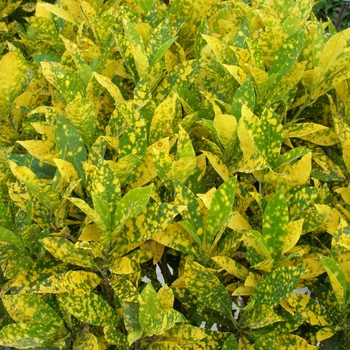 Codiaeum variegatum 'Gold Dust' 