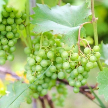 Vitis vinifera 'Thompson Seedless' 