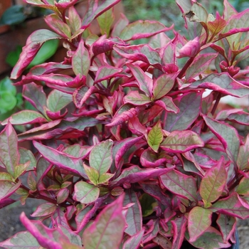 Alternanthera 'Aurea Nana' 