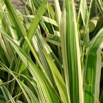 Phalaris arundinacea 'Dwarf Garters' 