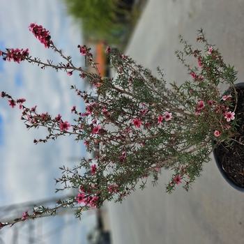 Leptospermum scoparium 'Martinii' 