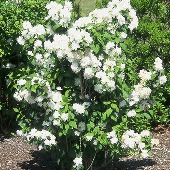 Philadelphus pekinensis