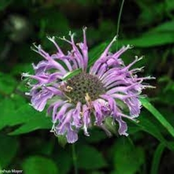 Leading Lady Amethyst' - Bee Balm - Monarda hybrid