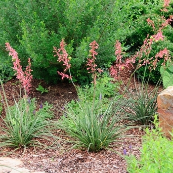 Hesperaloe parviflora 'MSWNPERED' PP28910