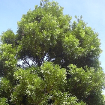 Podocarpus alpinus