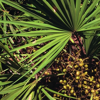 Serenoa repens 'Silver' 