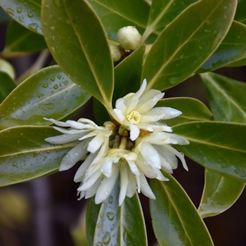 Illicium anisatum