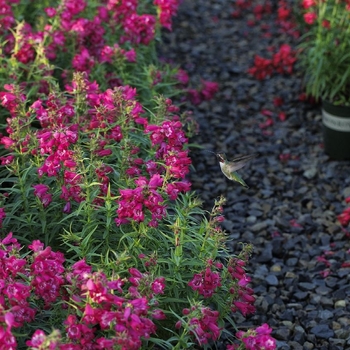 Penstemon 'TNPENHM' 