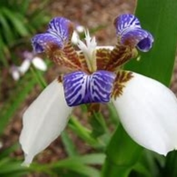 Neomarica caerulea