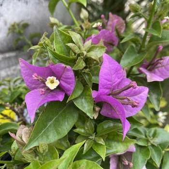 Bougainvillea 'New River' 