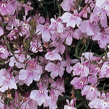 Lobelia erinus Regatta Lilac