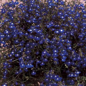 Lobelia erinus Regatta Sapphire