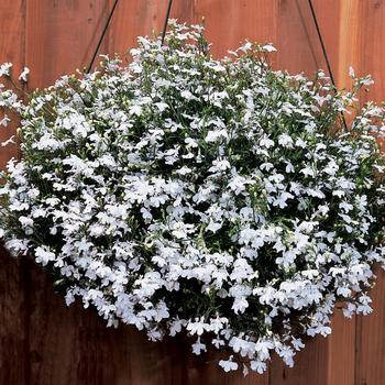 Lobelia erinus Regatta White