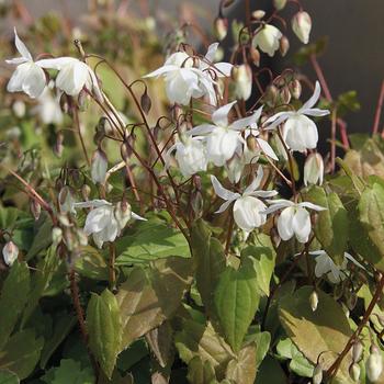 Epimedium x youngianum 'Niveum' 