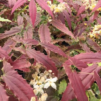 Epimedium wushanense 'Sandy Claws'