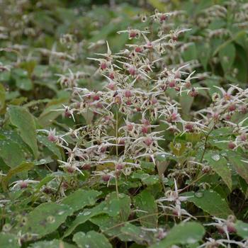 Epimedium 'Domino'