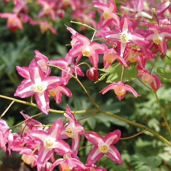 Epimedium x rubrum 